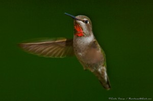 Male Anna's Hummingbird MARCH by Craig Tooley