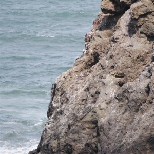 Pelagic Cormorant nest at Hearn Gulch by Jeanne Jackson (Large)