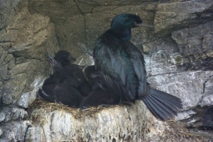 Pelagic Cormorant nest with hatchlings by Craig Tooley