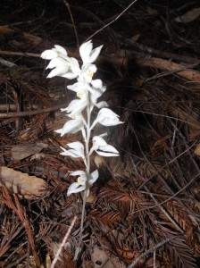 Phantom Orchid, Cephalanthera austinae, Peter Baye