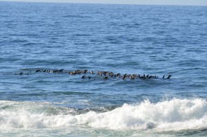 Sea Lions rafting off of TSR by Rozann Grunig