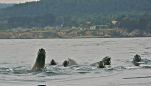 Sea Lions seen from a kayak JUNE by Craig Tooley