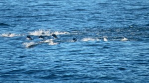 Sea Lions swimming hard and fast by Richard Kuehn