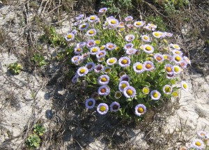 Seaside Daisies by John Sperry