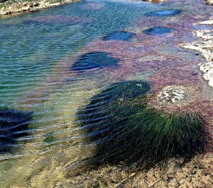 Surfgrass, Phyllospadix, at the Point Arena-Stornetta Lands by Paula Power