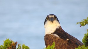 The eyes of an Osprey by George Marshall