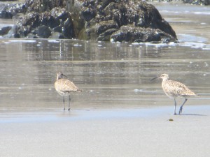 Whimbrels by Carolyn Case