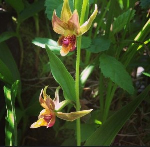 Wild Stream Orchid by Holly McCarroll-Baker