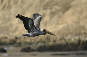 A Brown Pelican soars by Pepe Alvarez