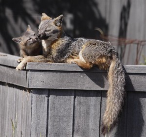 A Gray Fox kit nuzzles its mom by Pat Killen (Large)