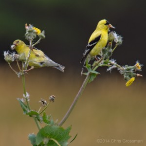 American Goldfinch (Carduelis tristis), Mendocino County, California