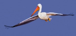 American White Pelicans by Siegfried Matull