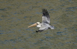 An adult Brown Pelican by Pepe Alvarez