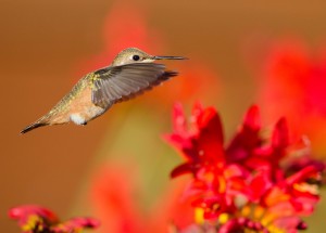 Anna's Hummingbird by Paul Brewer