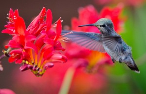 Anna's Hummingbird feeds by Paul Brewer