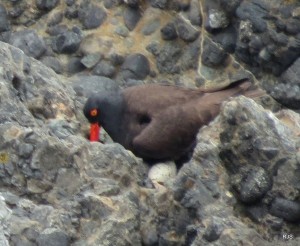 Black Oystercatcher  with 2 Eggs by Robert Scarola