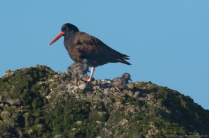 Black Oystercatcher with three chicks by Craig Tooley
