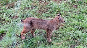 Bobcat Kitten by Mark Simkins