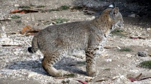 Bobcat Kitten has big feet by Mark Simkins