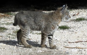 Bobcat kitten exploring by Mark Simkins