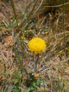 Close-up of Supple Daisy by Margaret Lindgren