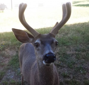 Deer Selfie by Nancy Padgett