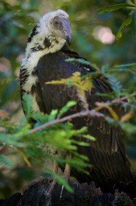 Fledgling Turkey Vulture by Craig Tooley