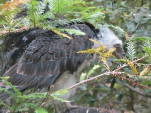 Fledgling Turkey Vulture by Terry Bold