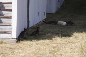 Four Gray Fox kits explore a float by Pat Killen (Large)