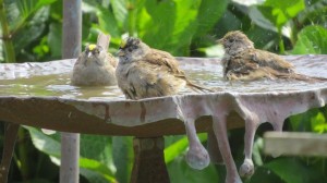 Gold-crowned Sparrows taking a bath by George Marshall