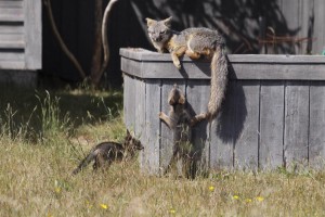 Gray Fox mother with her kits by Pat Killen (Large)