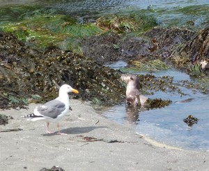 Gull and River Otter exchanging glances by Gary Hopkins (Medium)