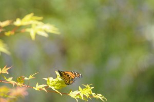 Monarch Butterfly by Tom Eckles