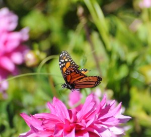 Monarch Butterfly feeding on a dahlia by Tom Eckles