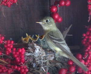 Pacific Slope Flycatcher nest by Tom Landecker