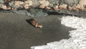 River Otter by Jean Brown