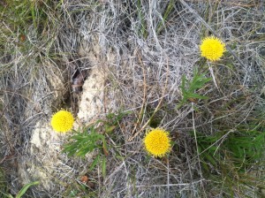 Supple Daisy by Margaret Lindgren