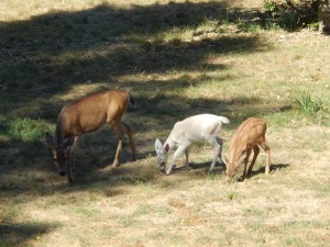 The white Fawn with mom and its sibling by Gerda Randolph