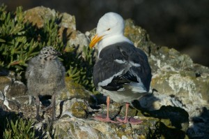 Western Gull parent tell its chick “Oh, why, yes! They're SUPPOSED to be pink,” cap. by Steve Serdahely, pho.by Craig Tooley