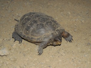 Western Pond Turtle crossing the road by Peter Baye