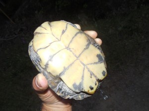 Western Pond turtle peeing by Peter Baye