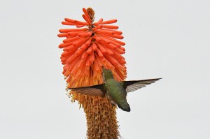 An Anna's Hummingbird feeds by Allen Vinson