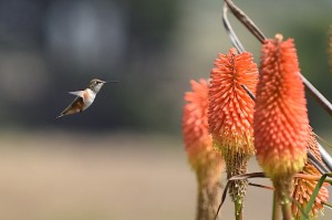 Anna's Hummingbird by Allen Vinson