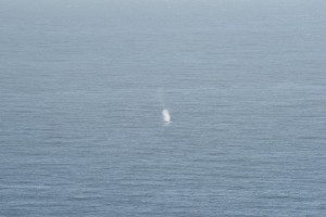 Blue Whale 3 by Allen Vinson
