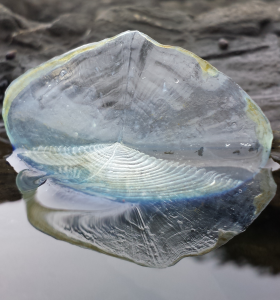 By-The-Wind-Sailor, Velella velella, by Paul Horn