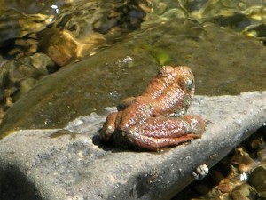 California Red-Legged Frog by Darrell Paige (Large)