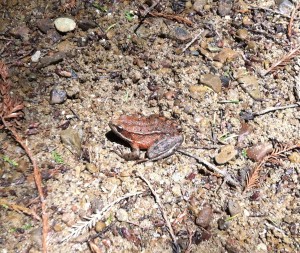 California Red-legged Frog by Nancy Trissel