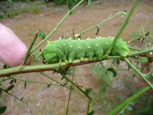 Caterpillar of a Ceanothus Silkmoth by Peter Reimuller