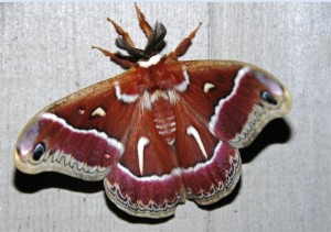 Ceanothus Moth by Clay Yale (Medium)