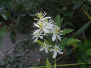 Close-up of Wild Clematis by Peter Baye